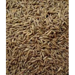 cumin சீரகம்
