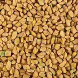 Fenugreek வெந்தயம்
